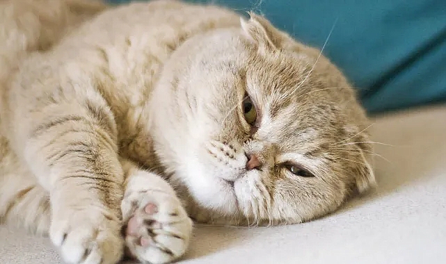 Hollanda Scottish ve Sphynx cinsi kedilerin sahiplenilmesini yasakladı