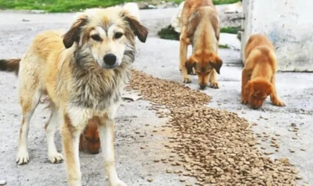 MASAK, mama lobisinin kirli finansal ilişkilerini deşifre etti
